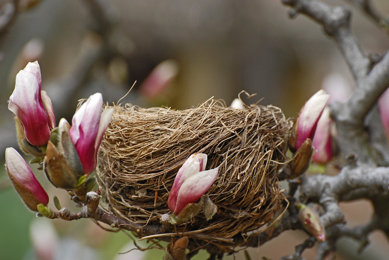flowers tree's nest bird free photo