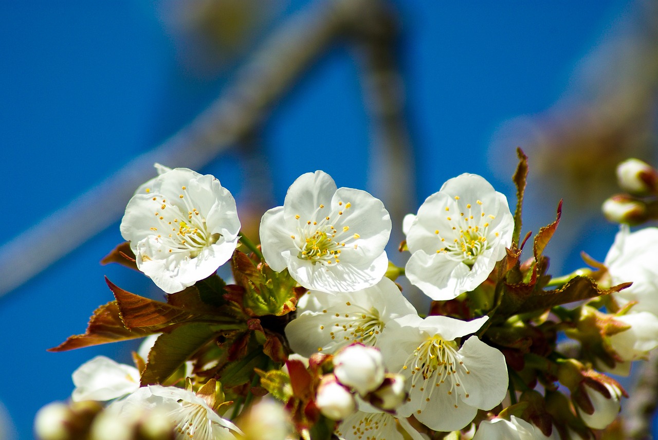 flowers cherry cherries free photo