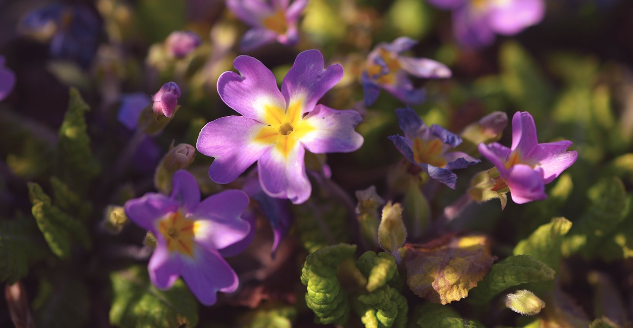 flowers pansy plant free photo