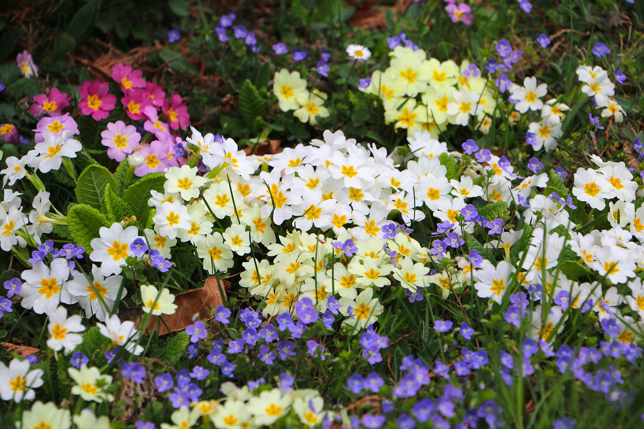 flowers sea of flowers primrose free photo