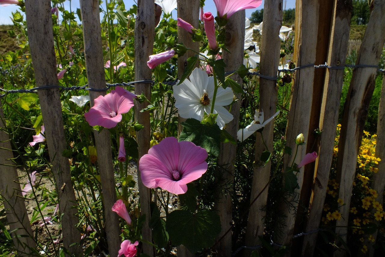 flowers nature plant free photo