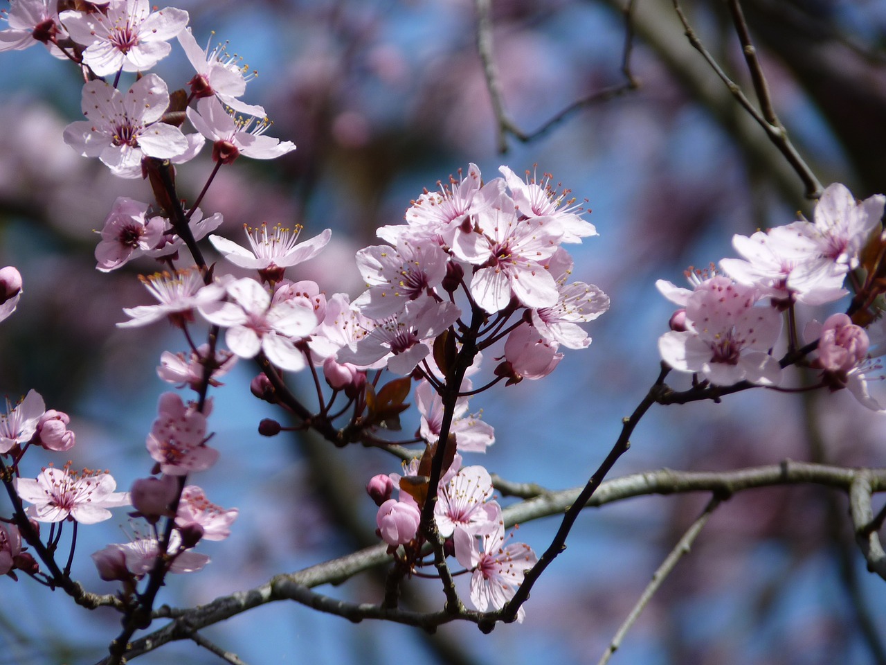 flowers bush tree free photo