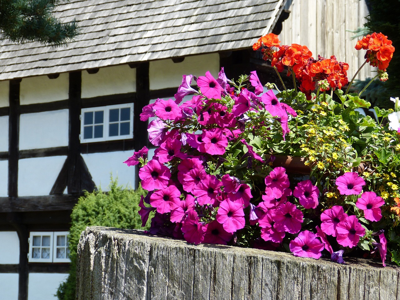 flowers petunia geranium free photo