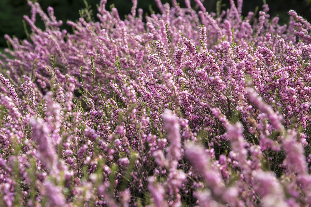 flowers pink violet free photo