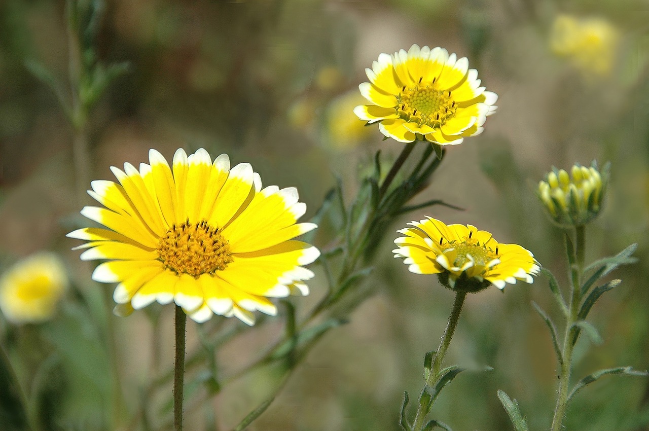 flowers yellow nature free photo