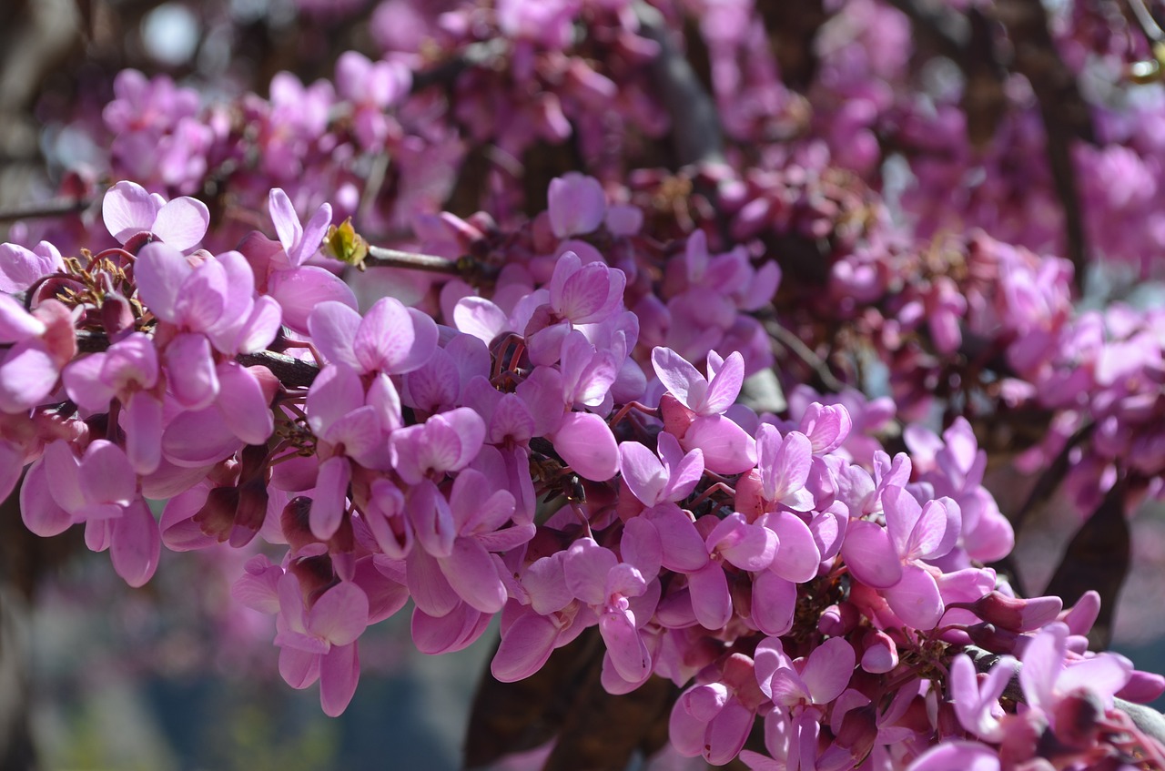 flowers spring color free photo