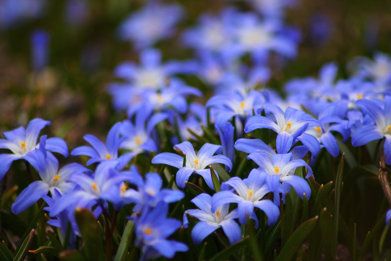 flowers blue beautiful free photo