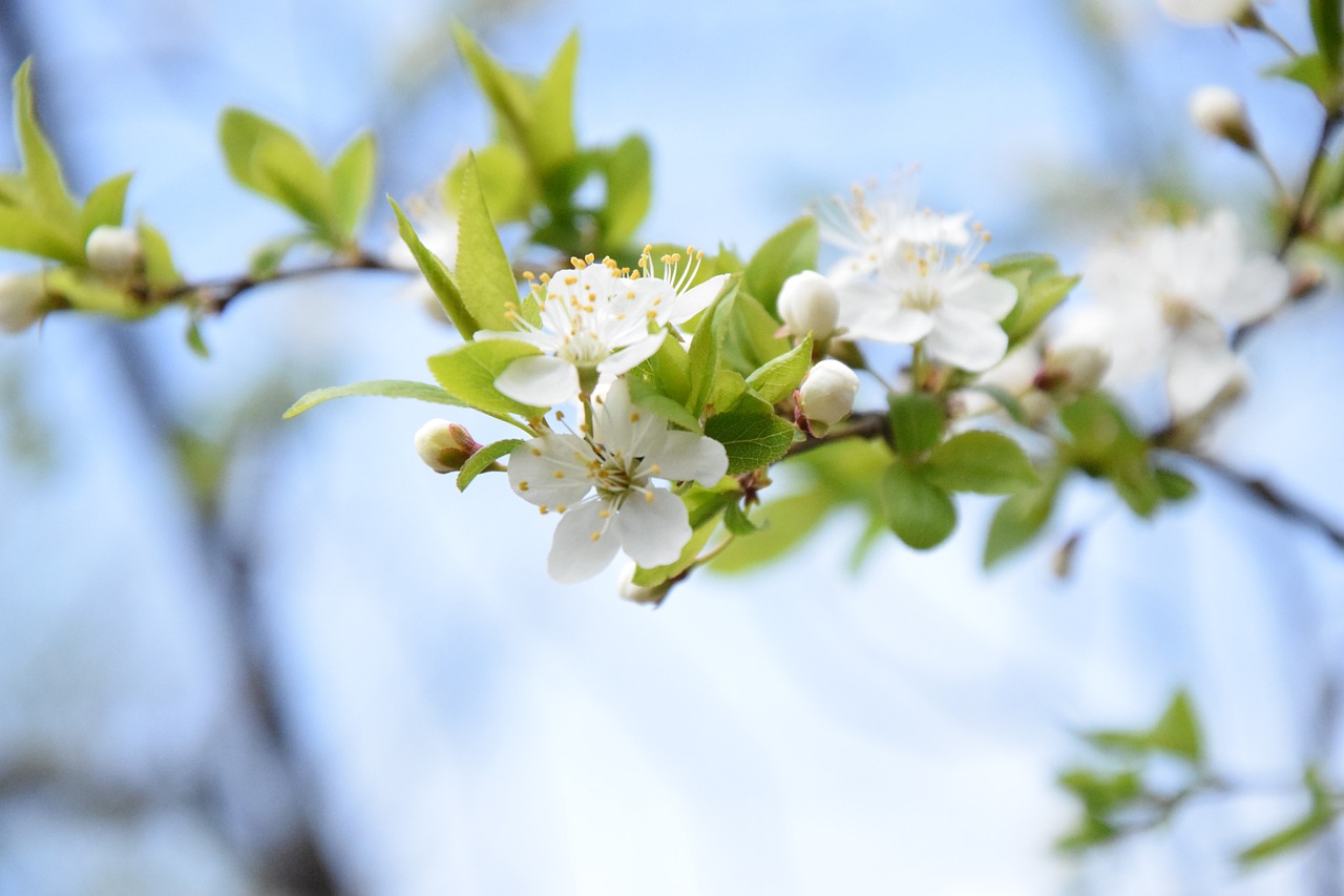 flowers sprig of flowers white flower free photo