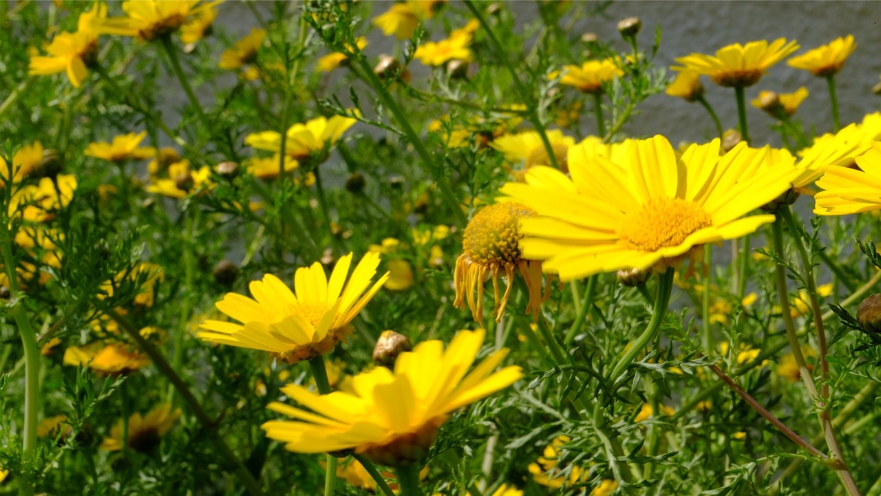 flowers daisies yellow free photo