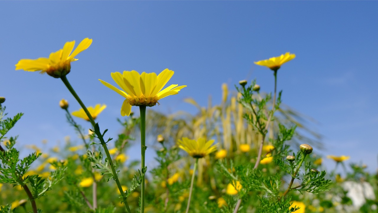 flowers spring daisies free photo