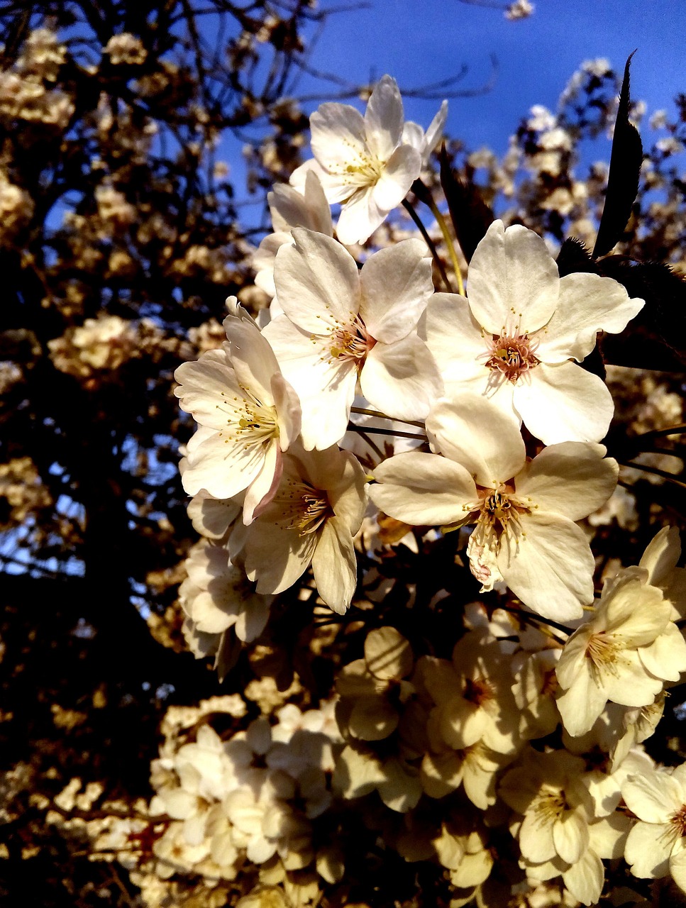 flowers vanilla nature free photo