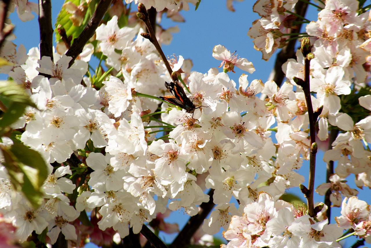 flowers butterfly tree free photo