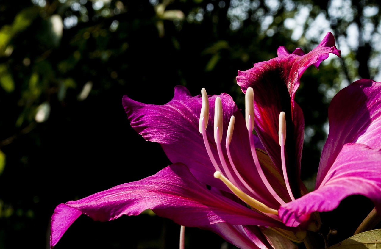 flowers purple macro free photo