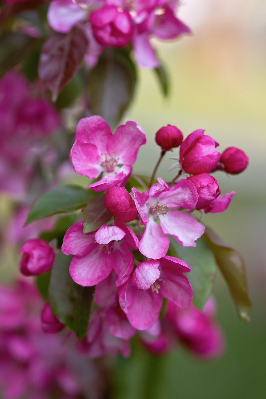 flowers bush pink free photo