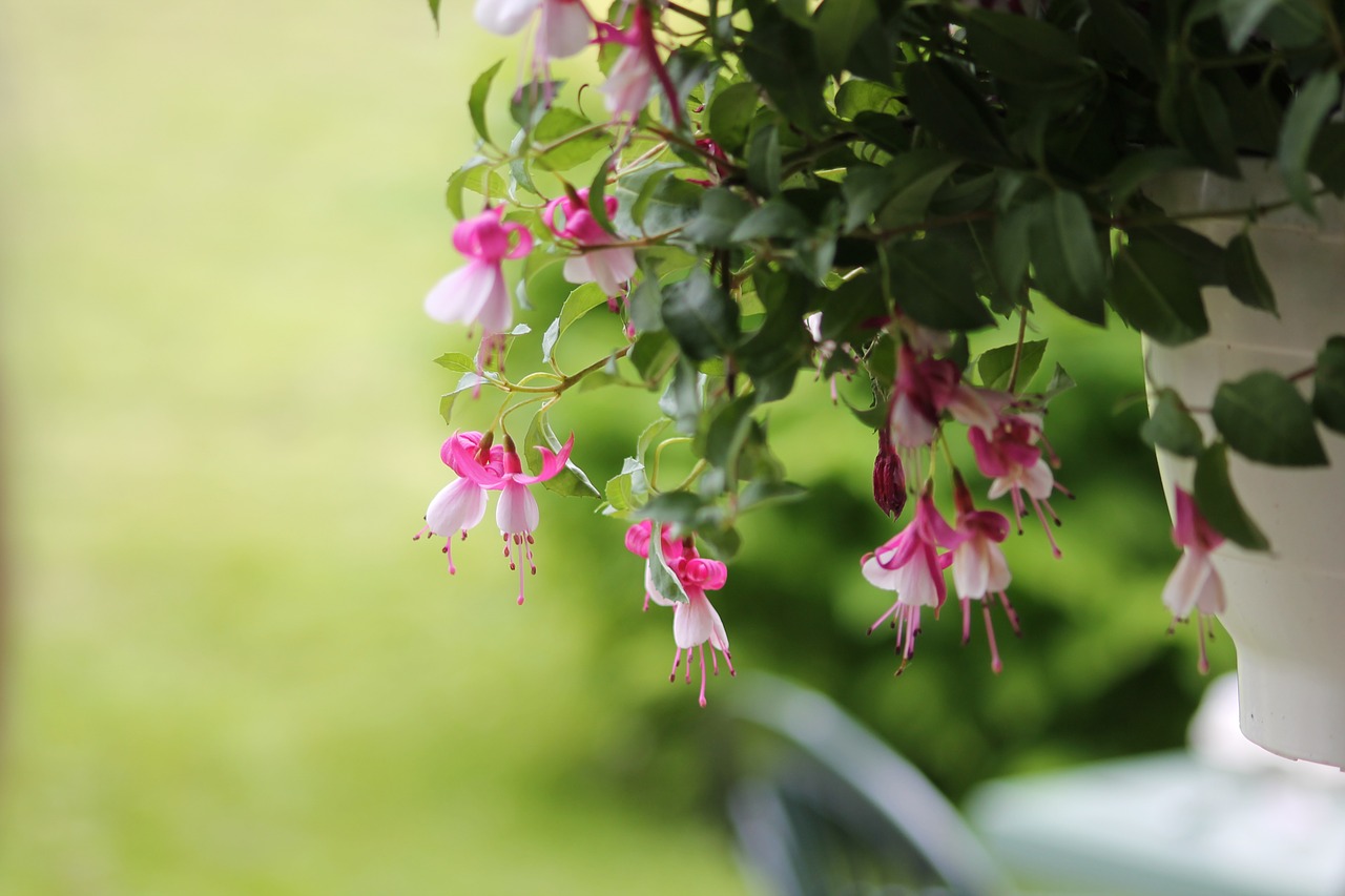 flowers summer flowerpot free photo