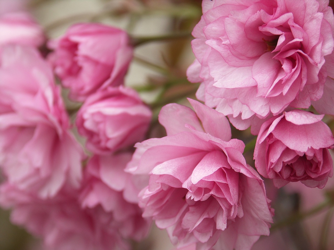 flowers pink spring free photo