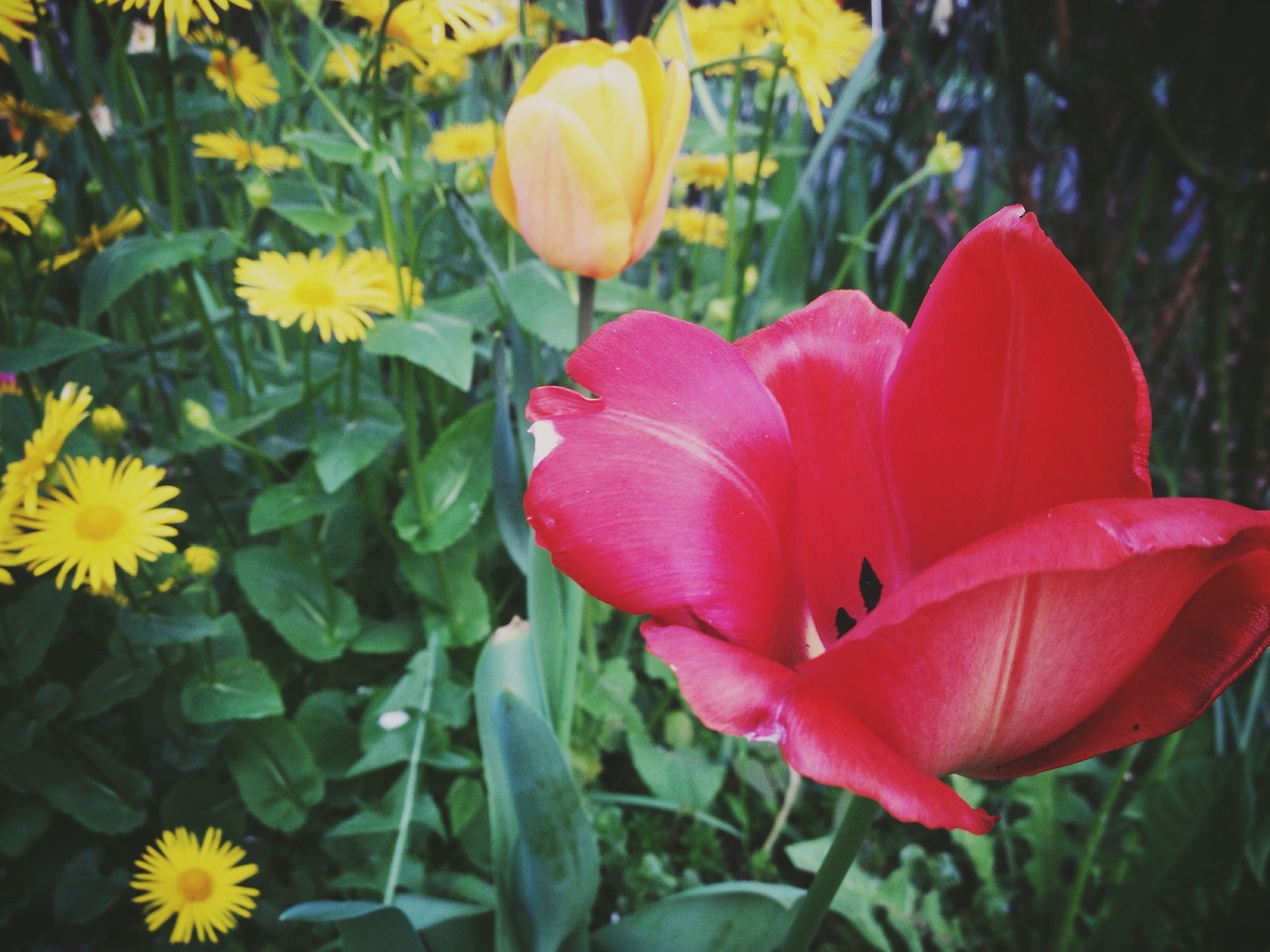 flowers garden red free photo