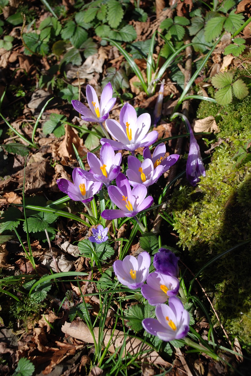 flowers crocus violet free photo