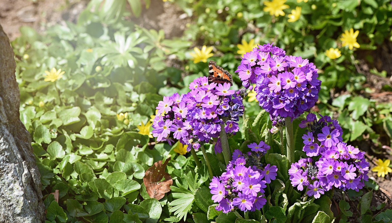 flowers garden spring free photo