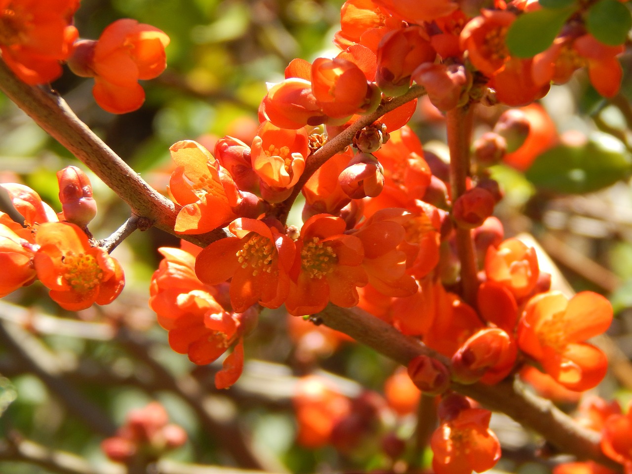 flowers orange spring free photo