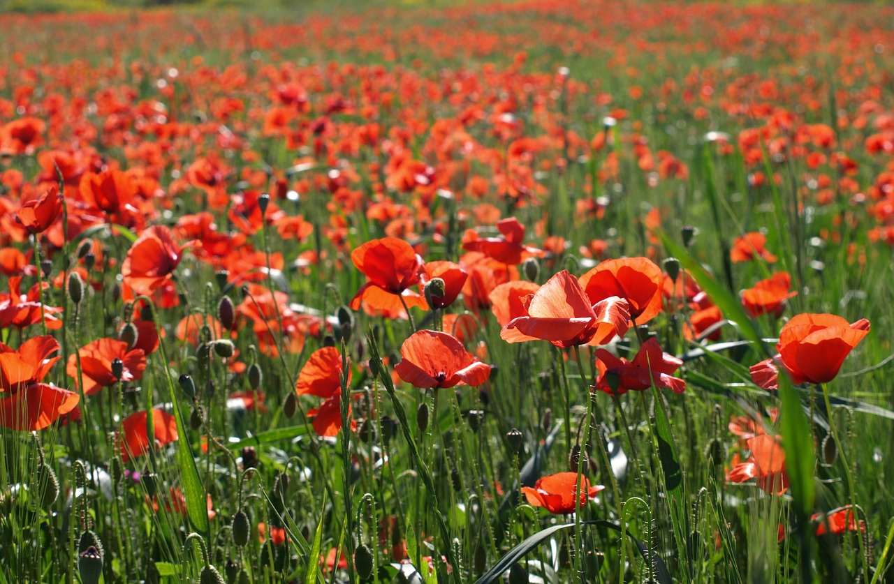 flowers poppy red free photo