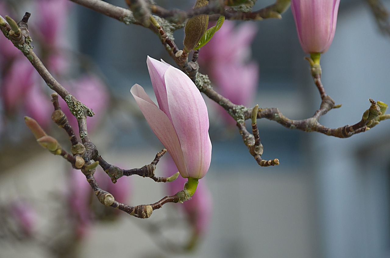 flowers magnolias spring free photo