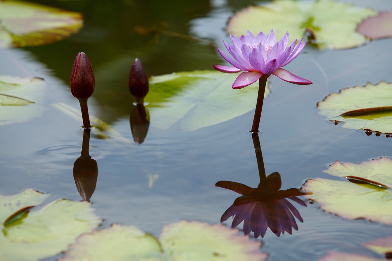 flowers water lily nature free photo