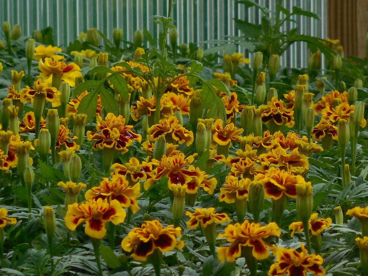 flowers greenhouse garden free photo