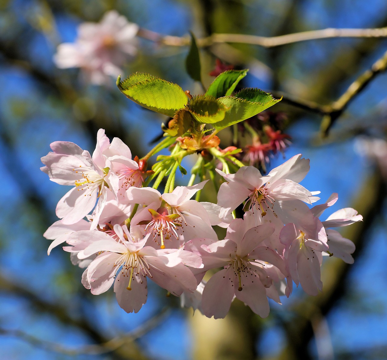 flowers japanese cherry blossoms japanese cherry trees free photo