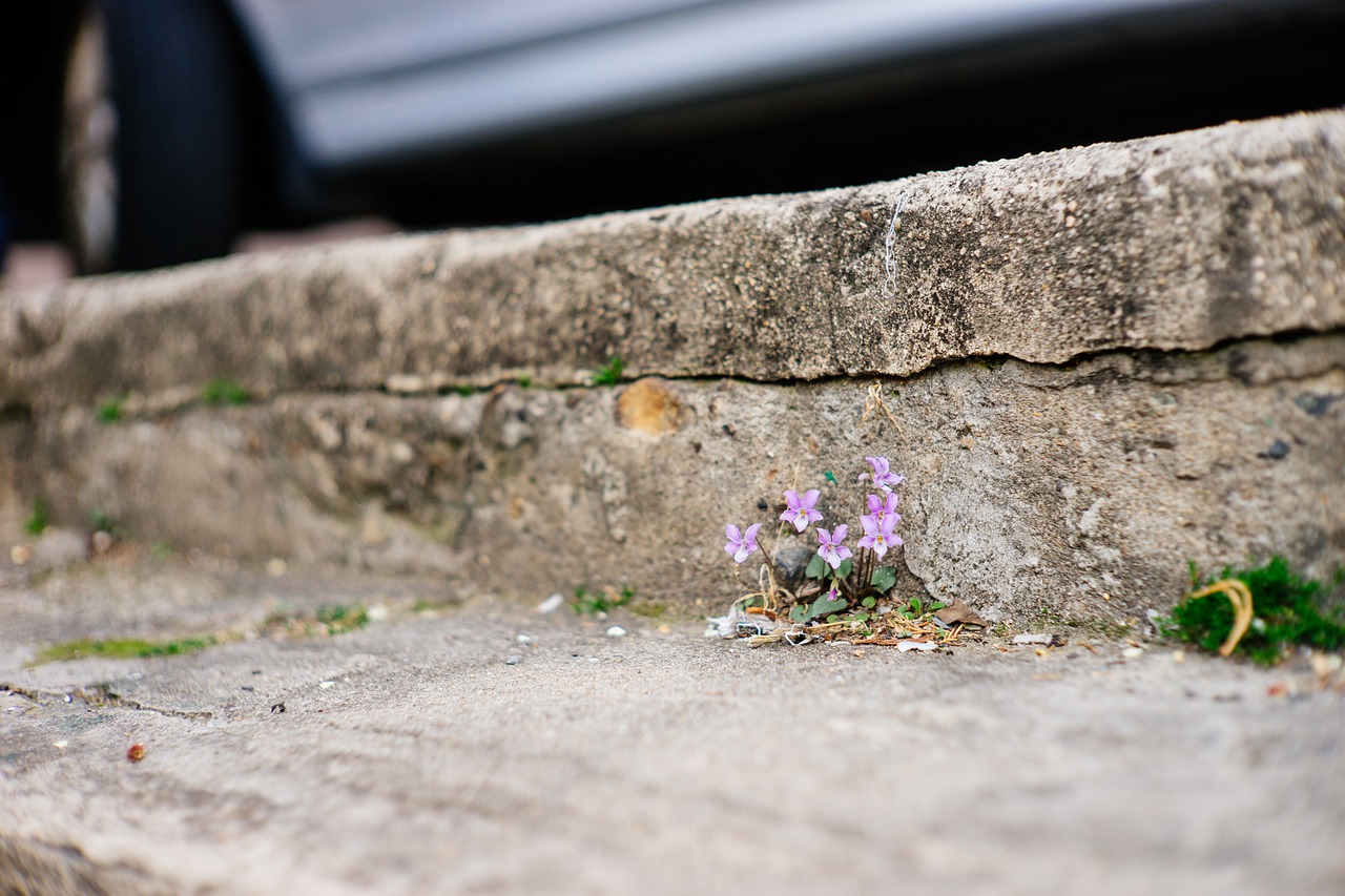 flowers violet spring free photo