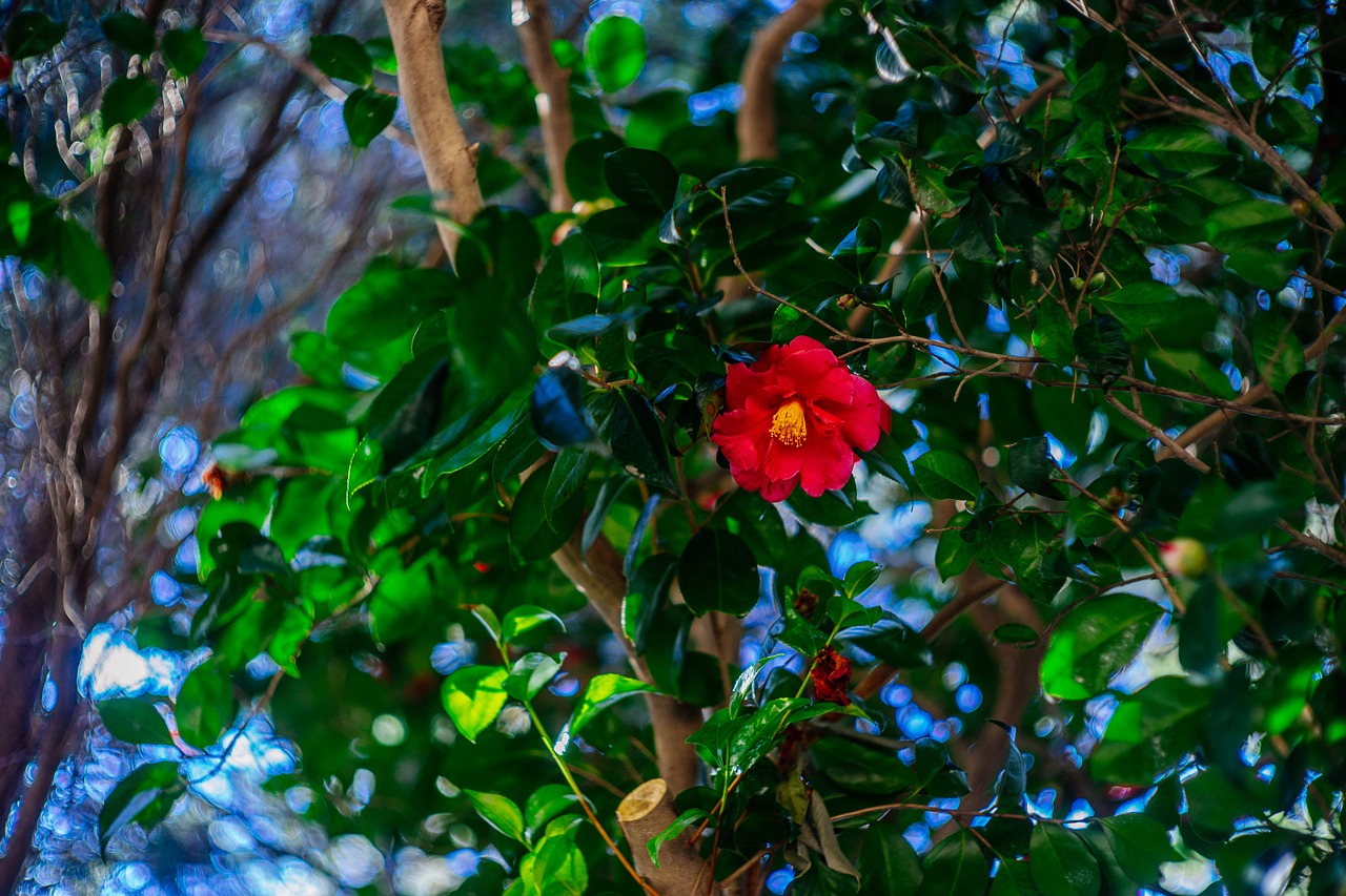 flowers camellia flower busan free photo