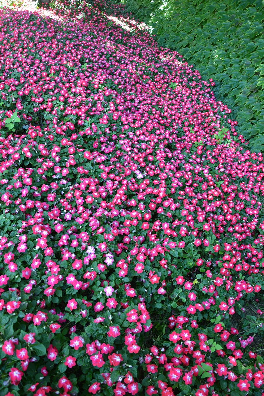flowers fuchsia garden free photo