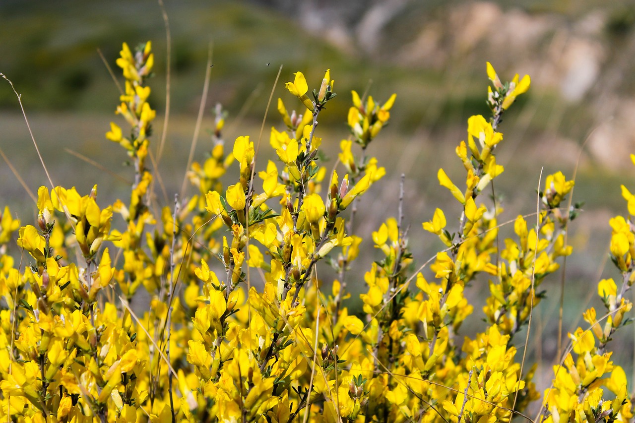 flowers landscapes nature free photo