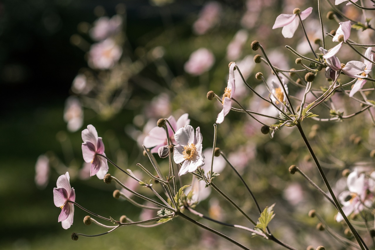 flowers meadow summer free photo