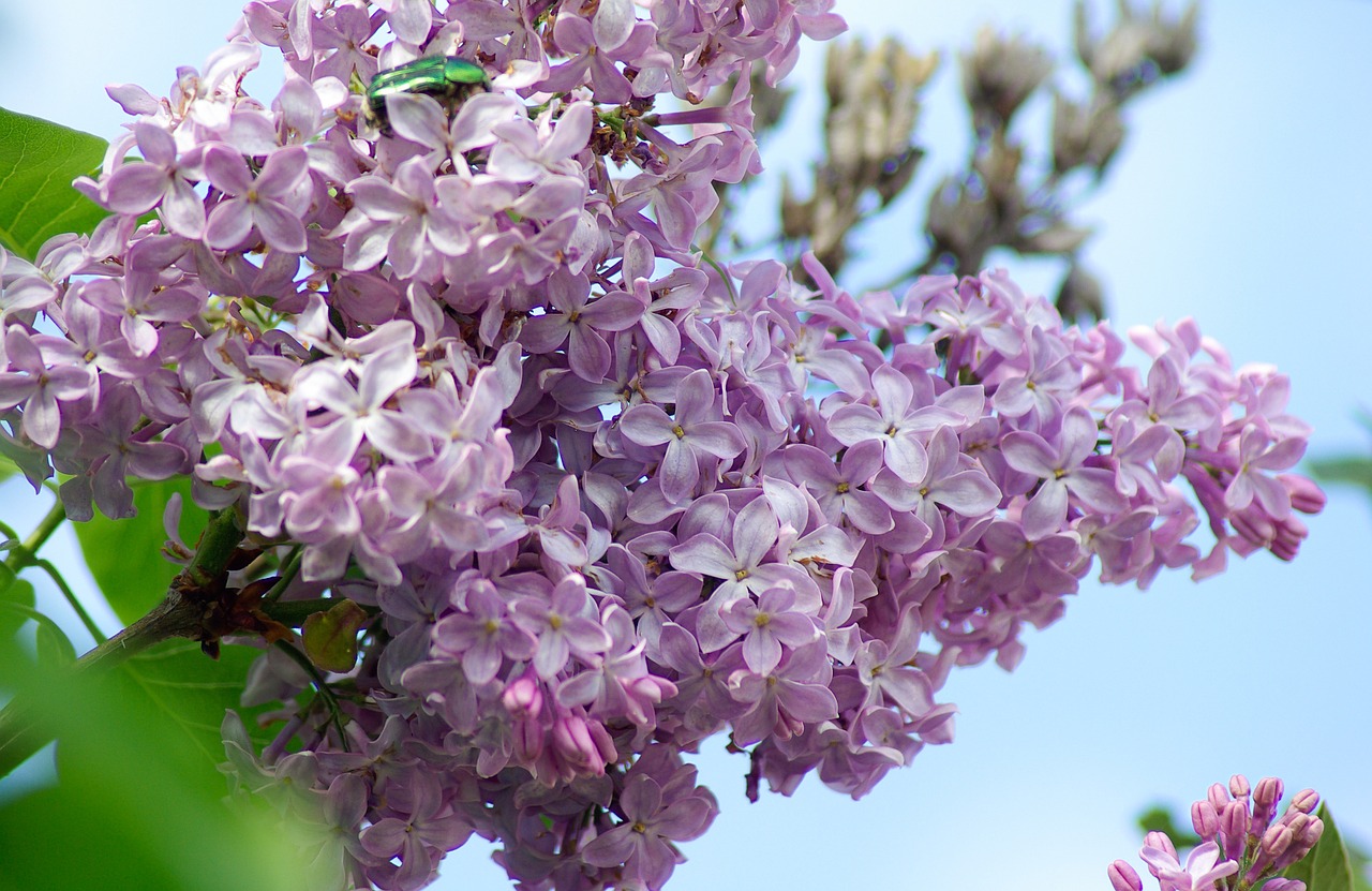 flowers lilac purple free photo