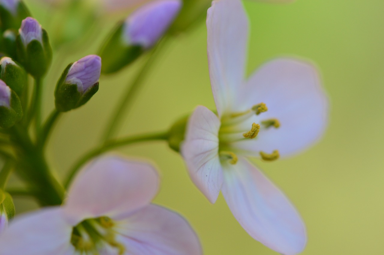 flowers garden white free photo