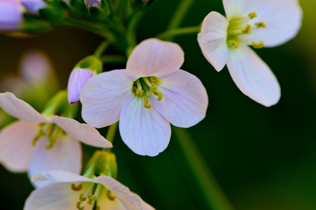 flowers garden white free photo