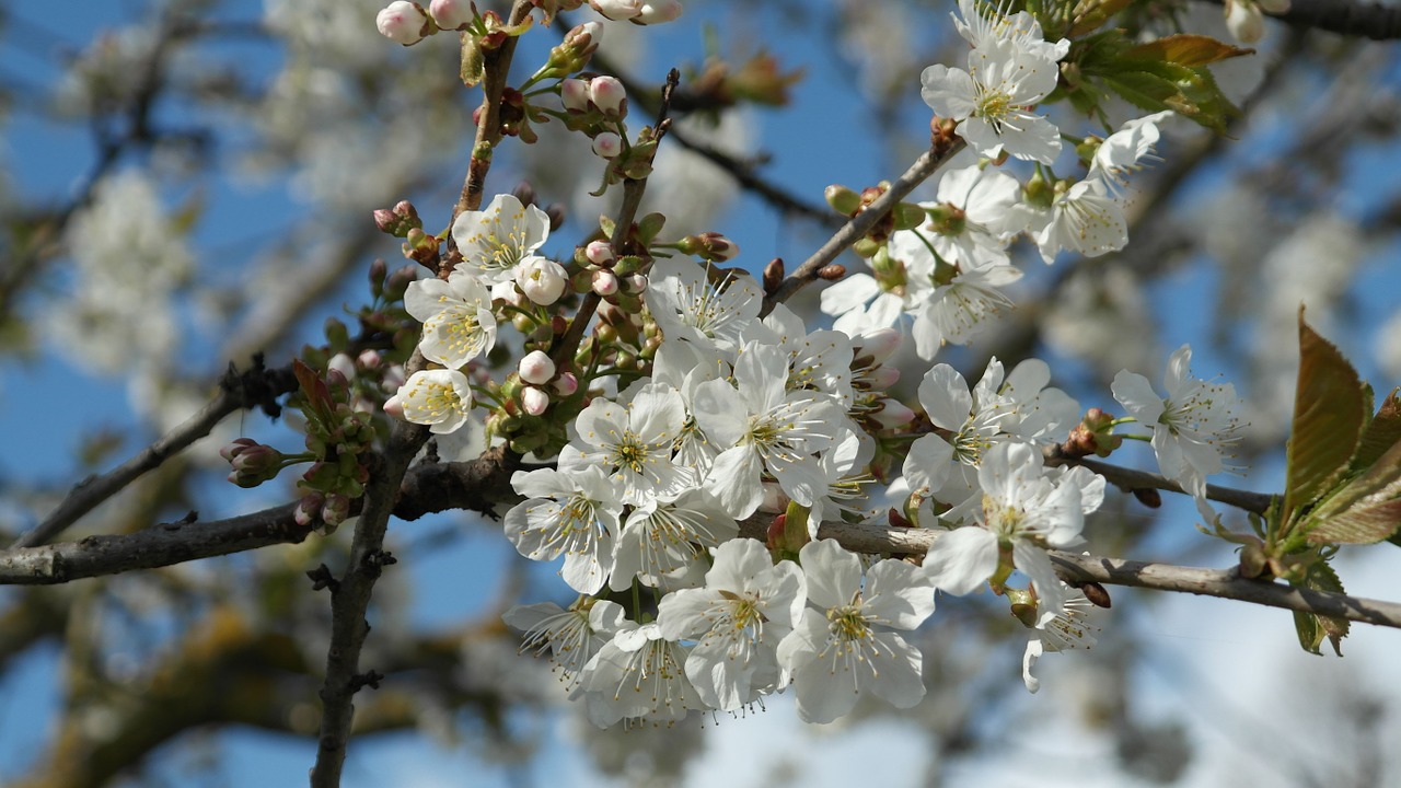 flowers spring cherry blossoms free photo