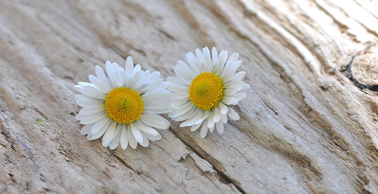 flowers daisy white free photo