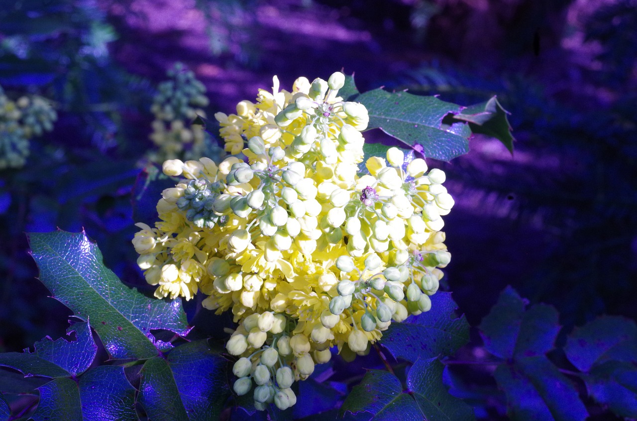 flowers spring yellow free photo