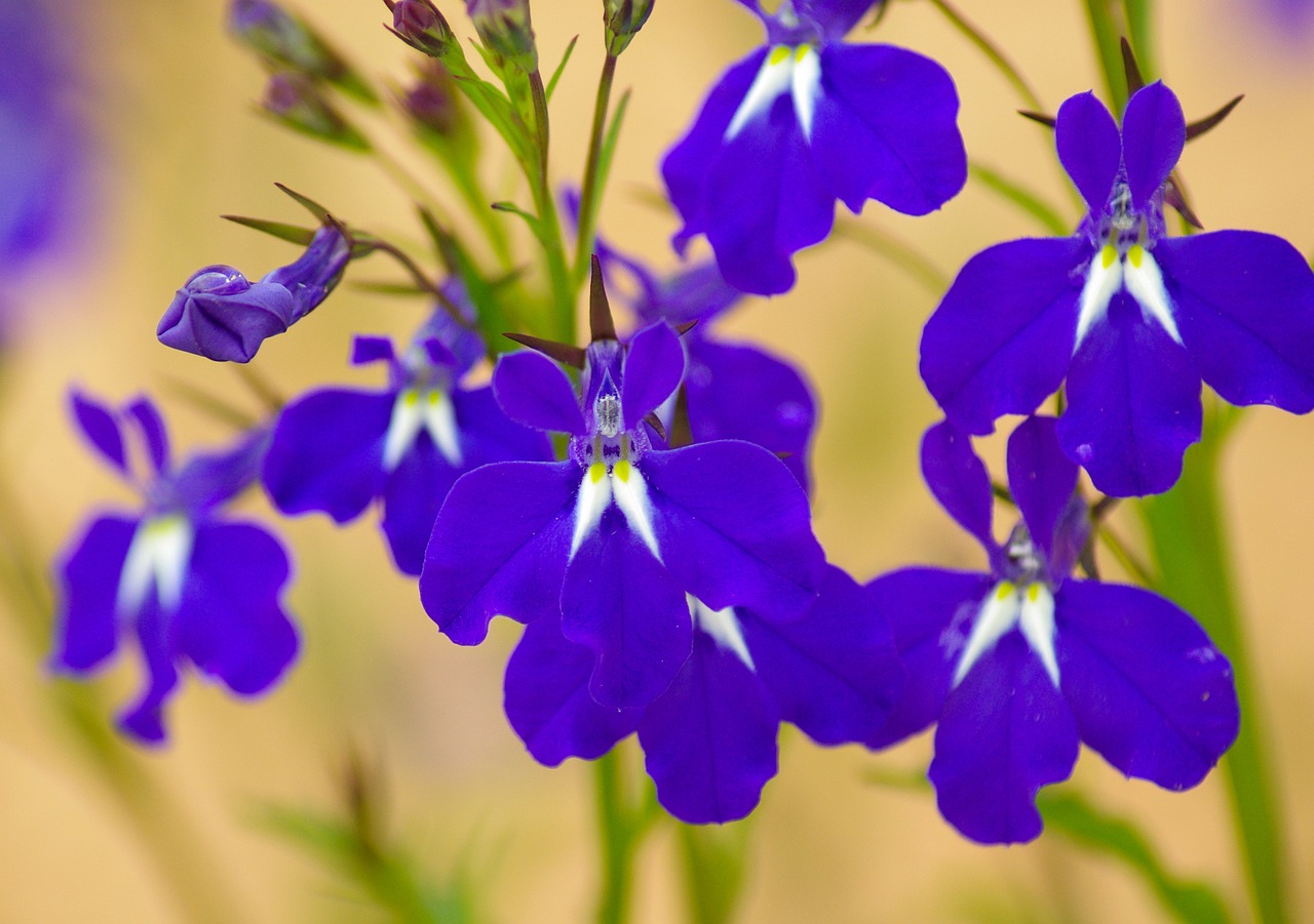 flowers salvia blue flowers free photo