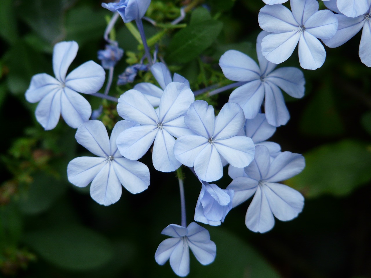 flowers flower light blue free photo