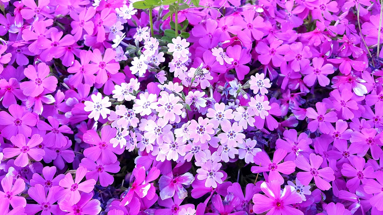 flowers pink bright free photo