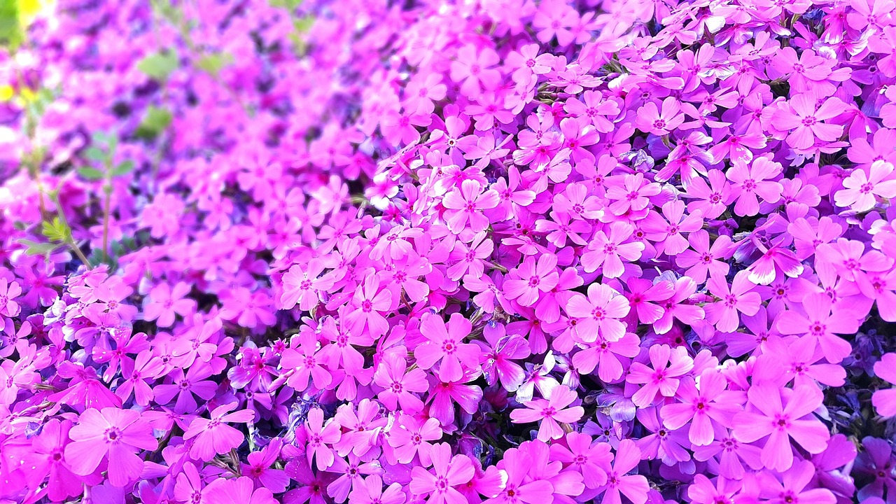 flowers pink bright free photo