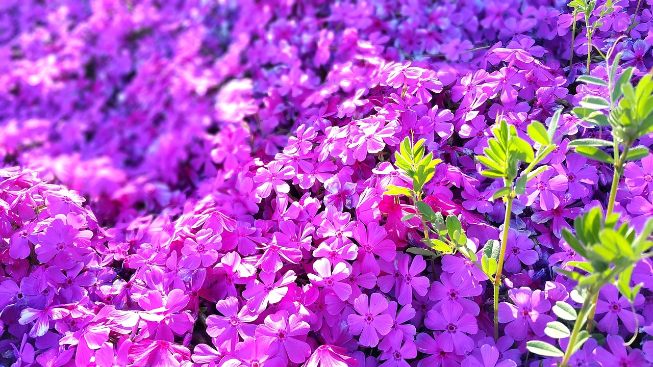 flowers pink bright free photo