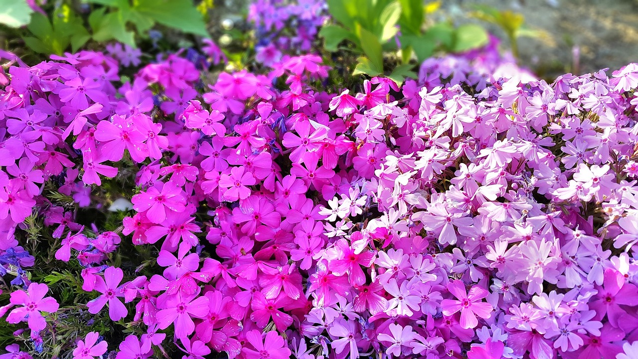 flowers pink bright free photo