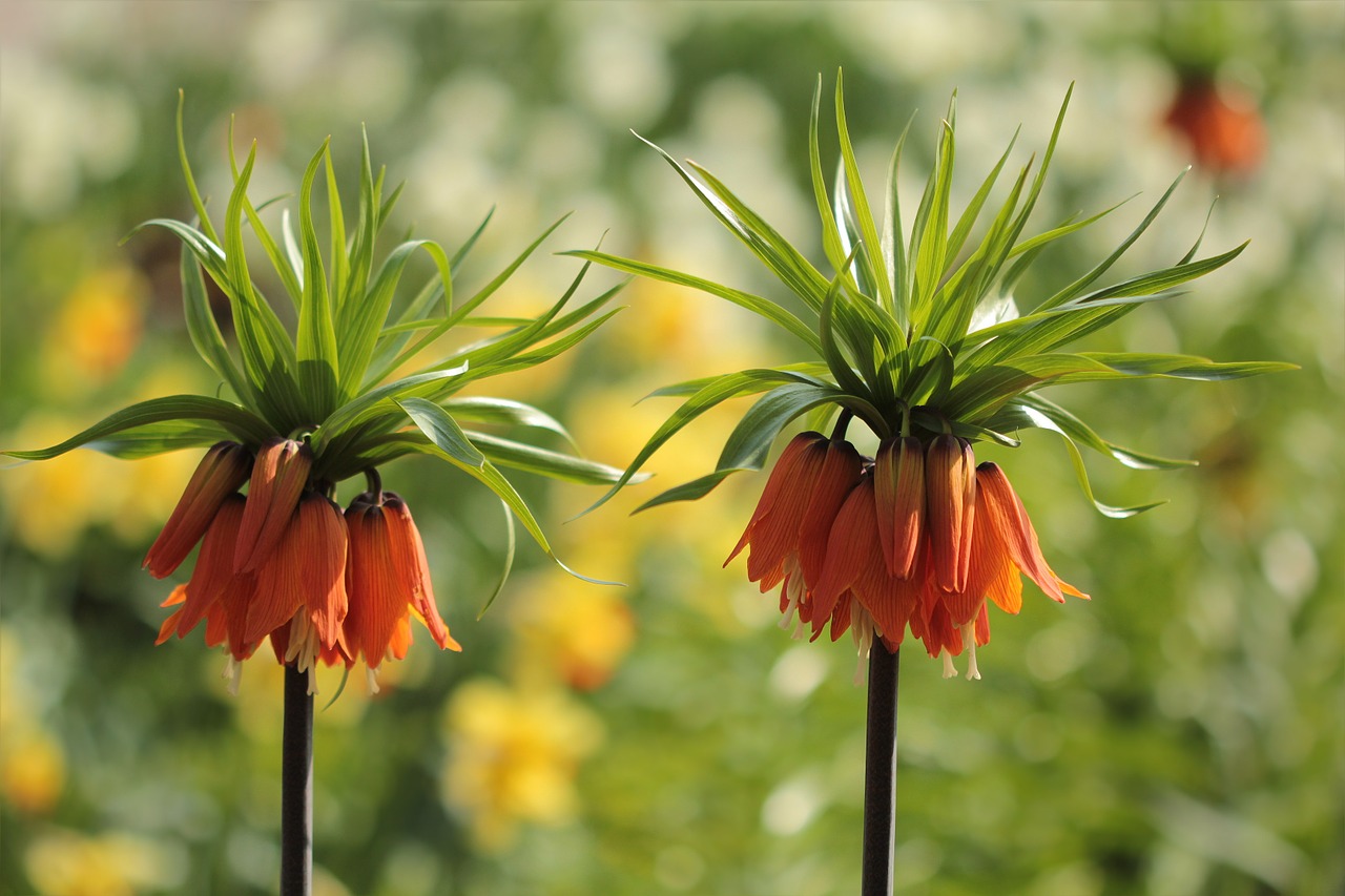 flowers imperial crown orange free photo