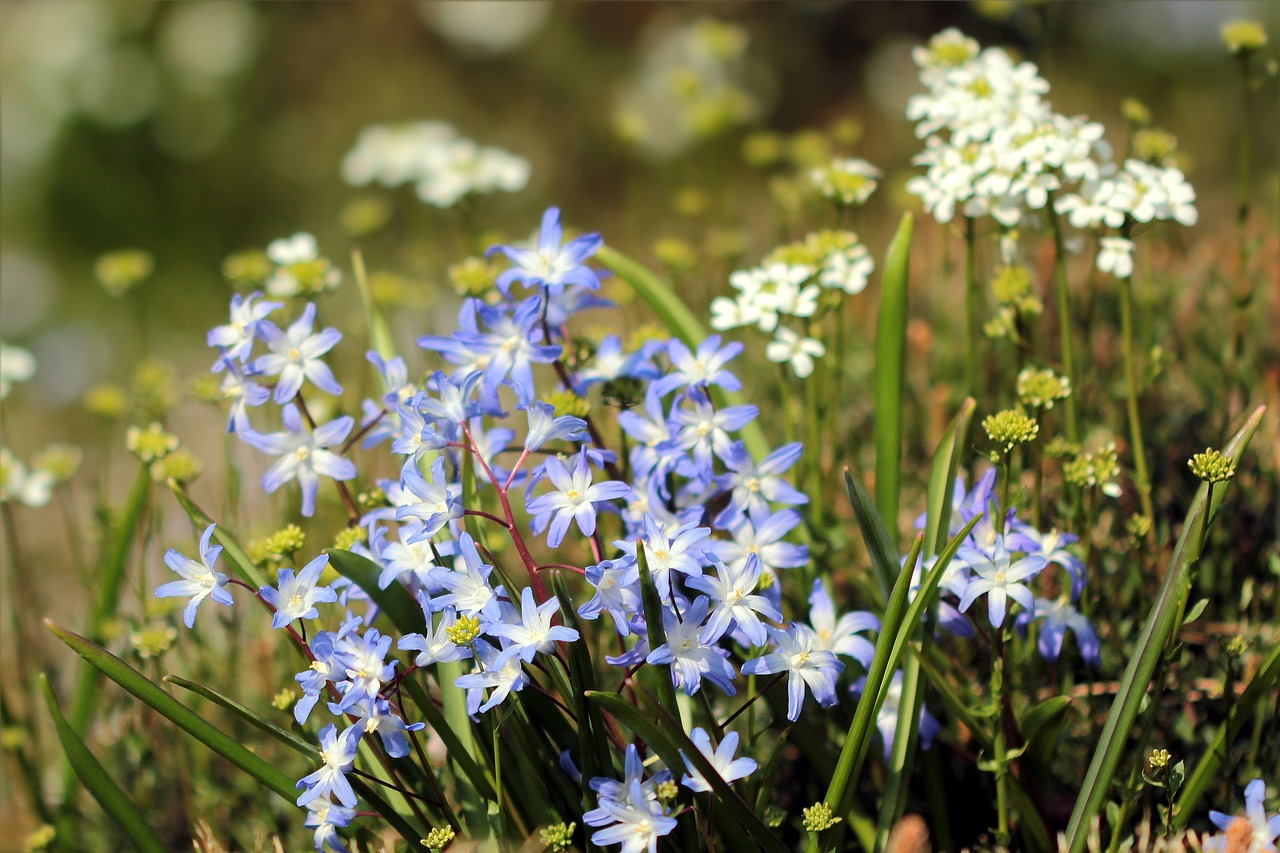 flowers blue white free photo