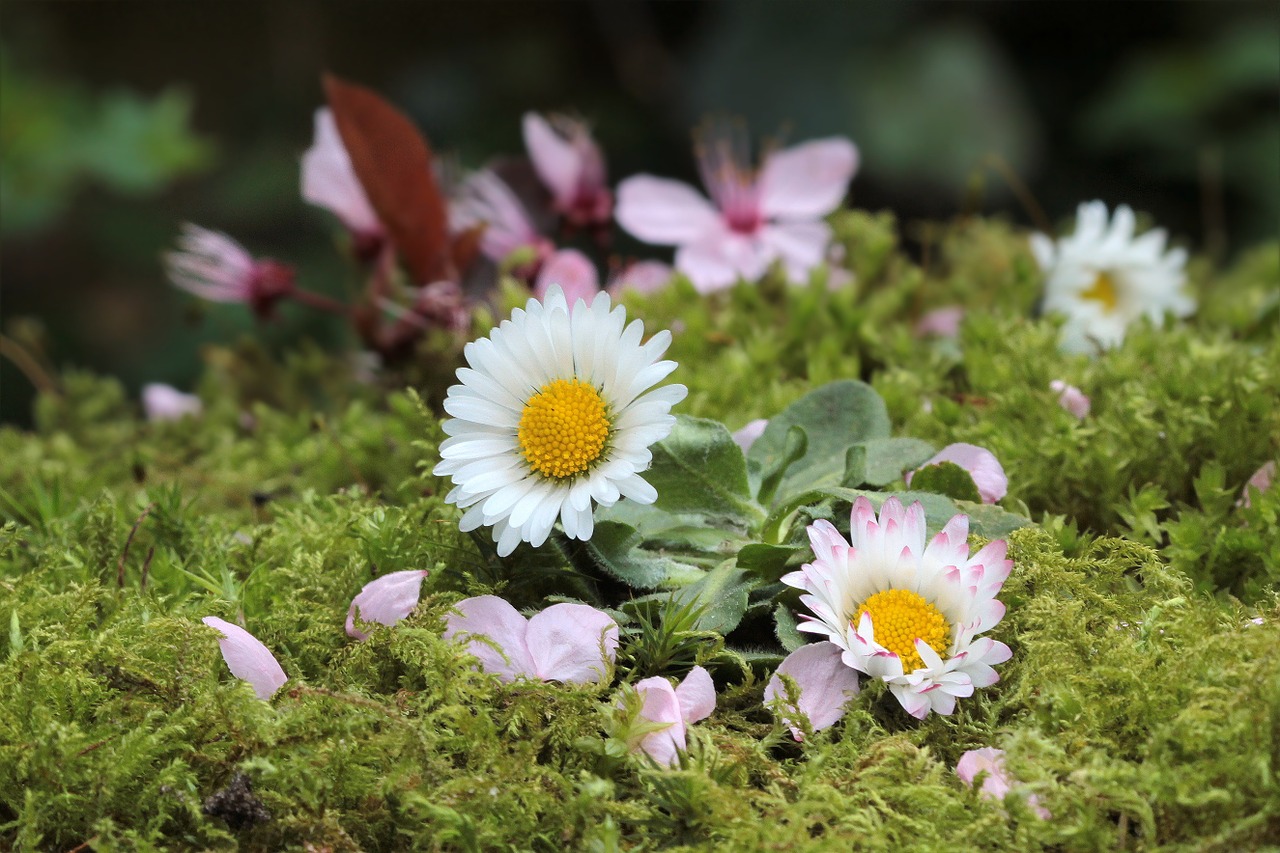 flowers daisy spring free photo