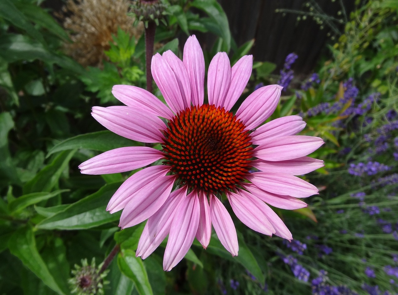 flowers pink garden free photo